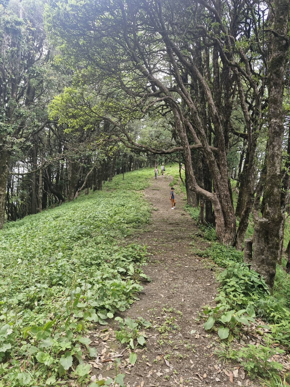 trek view