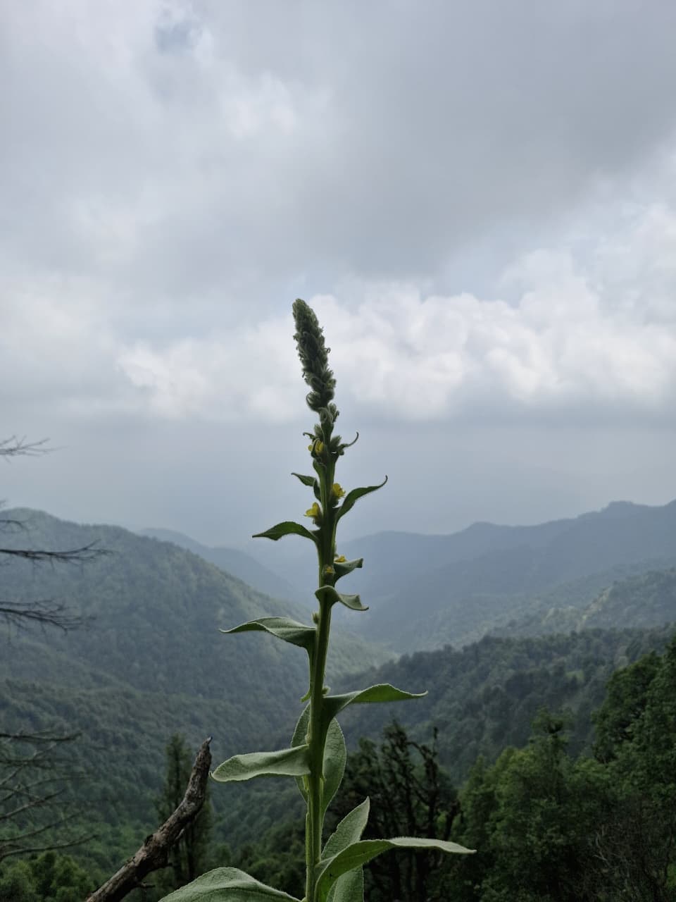trek view