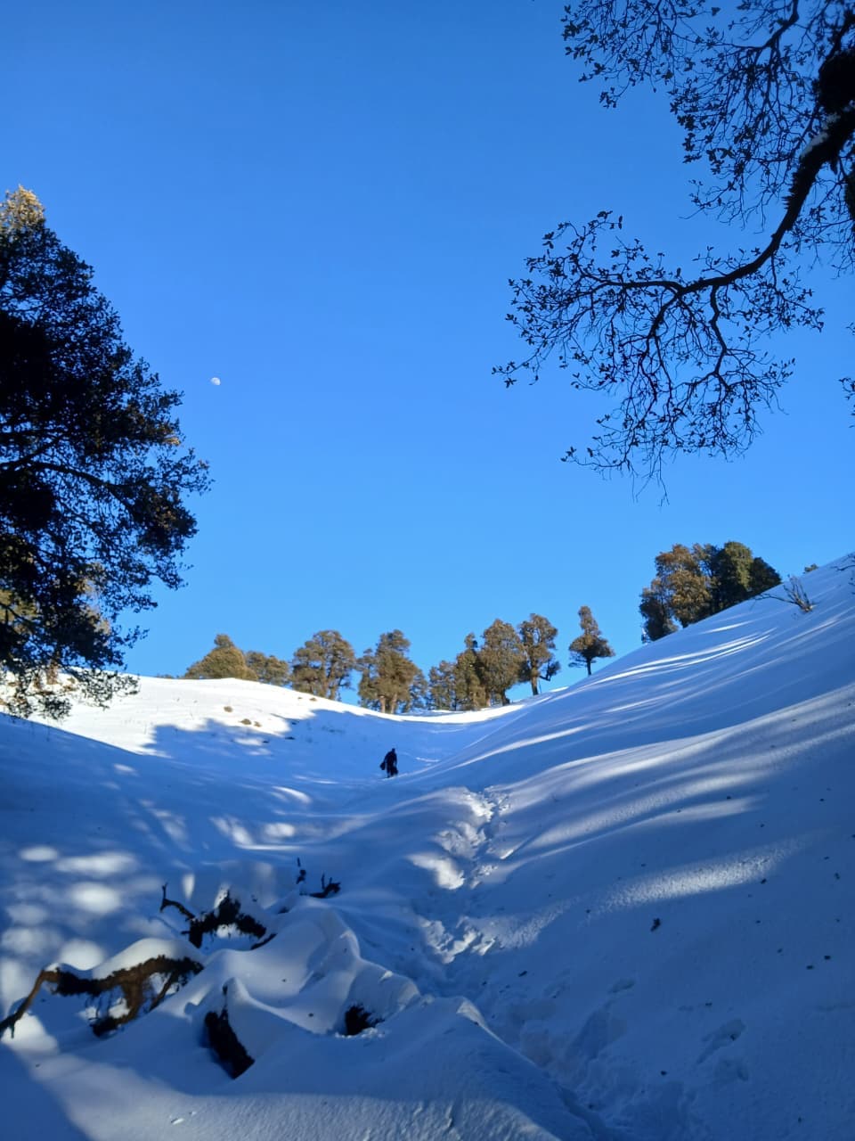trek view