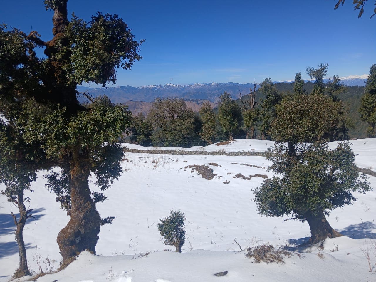 trek view